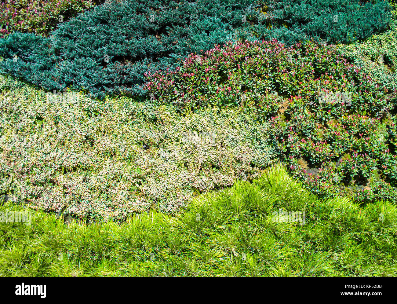 garden green leaves wall or tree fence for background Stock Photo - Alamy