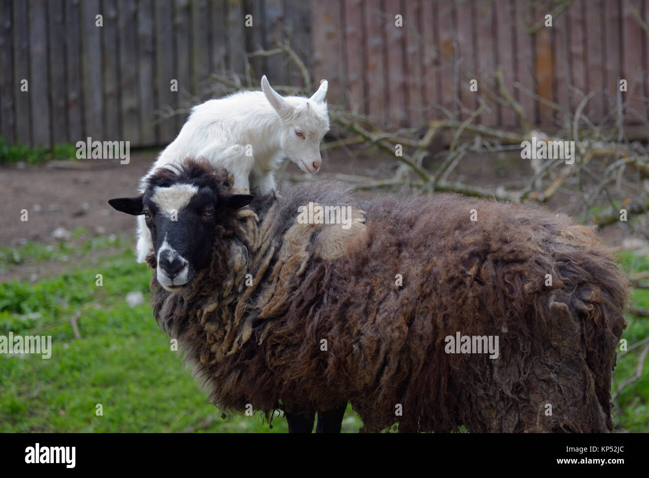 Little white kid jumps on a brown shaggy sheep Stock Photo