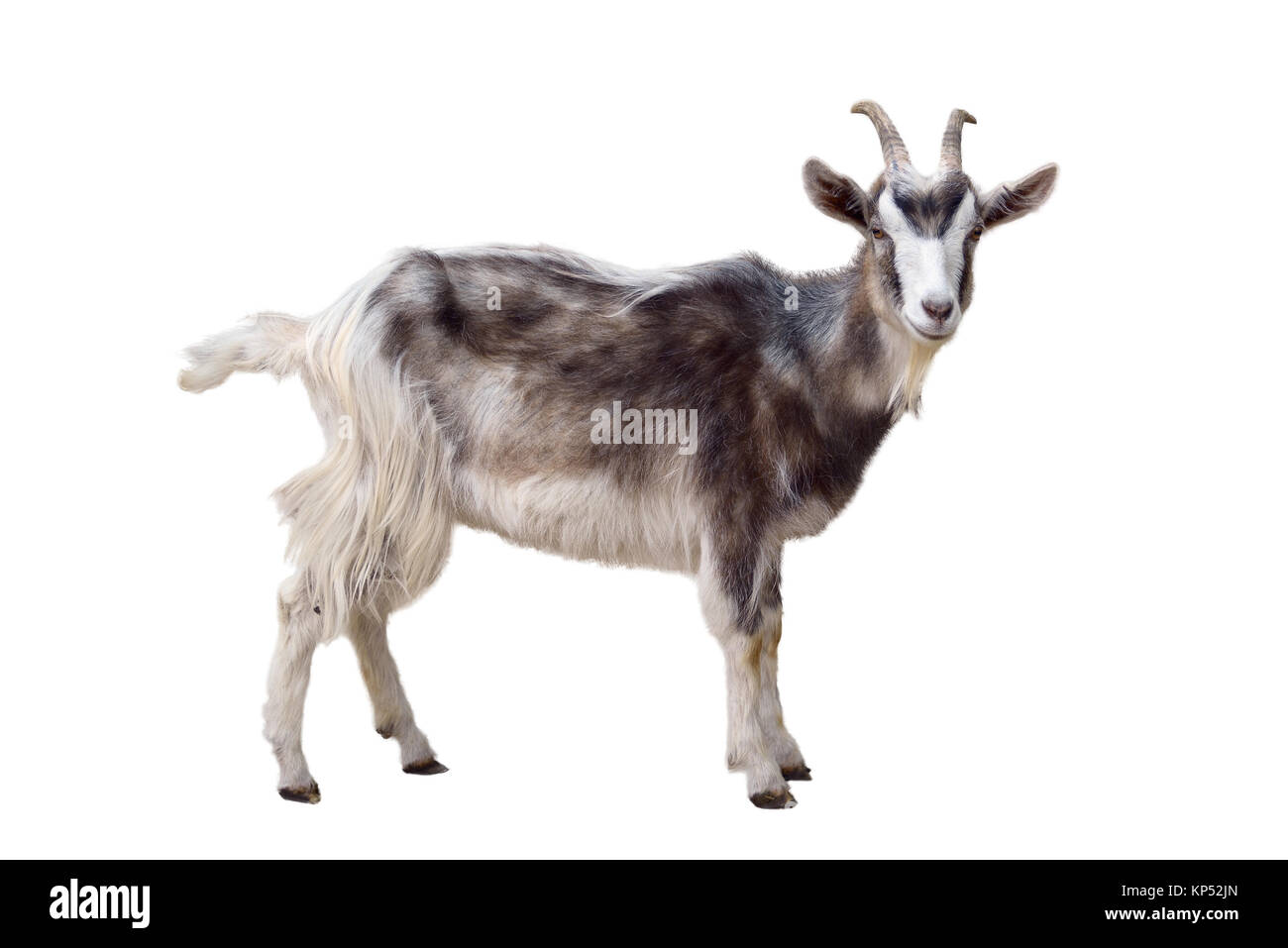 Motley goat isolated on white background Stock Photo
