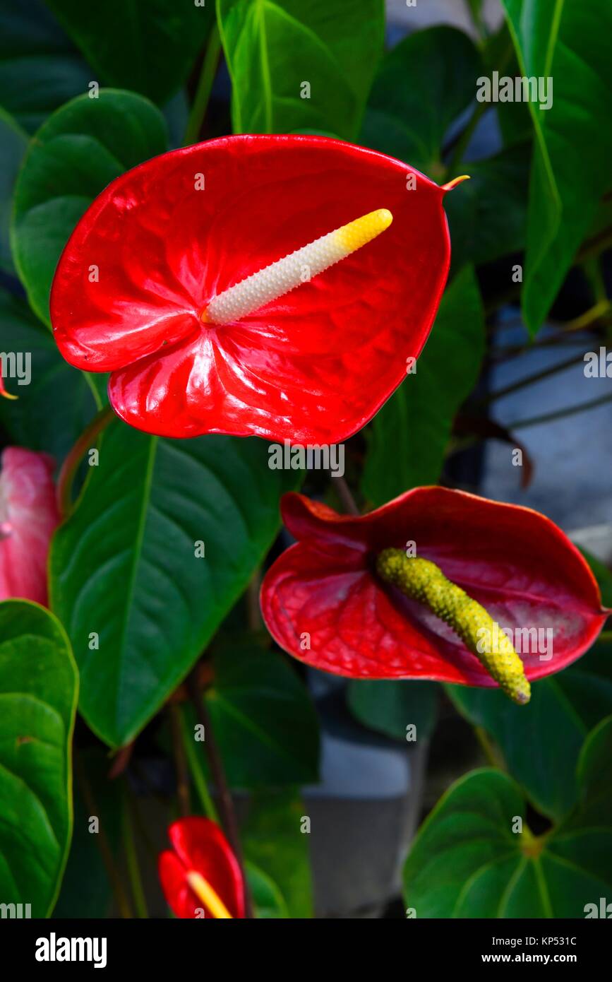 Discover The Enchanting Beauty Of Emma Anthurium Colombia A Tropical
