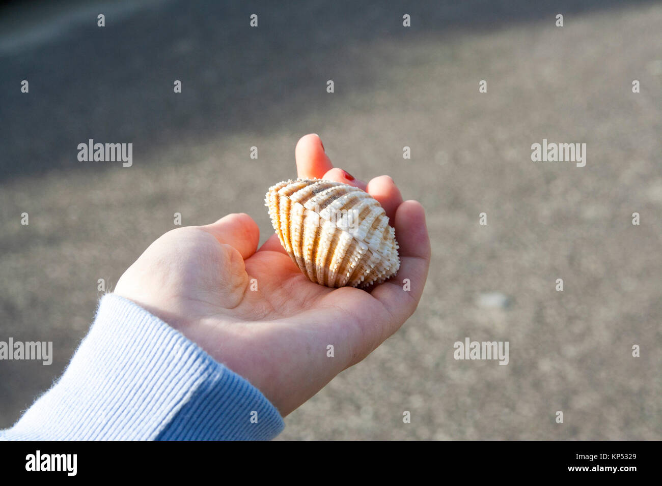 Closeup of a closed cockle shell in a child's hand at the beach, dublin ireland Stock Photo