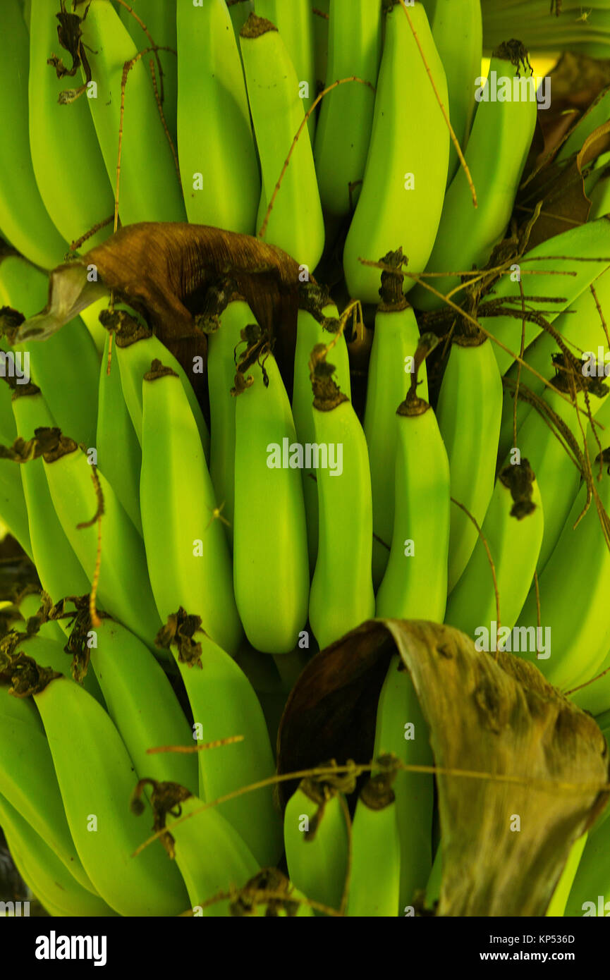 Namwa Bananas grow at the Hawaii Institute of Pacific Agriculture. USA Stock Photo