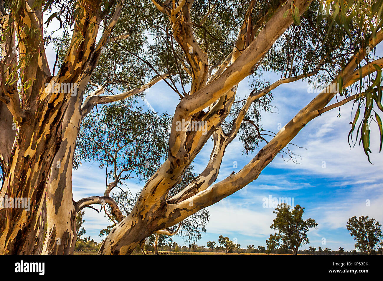 Eucalyptus near Narrandera new South Wales Australia Stock Photo