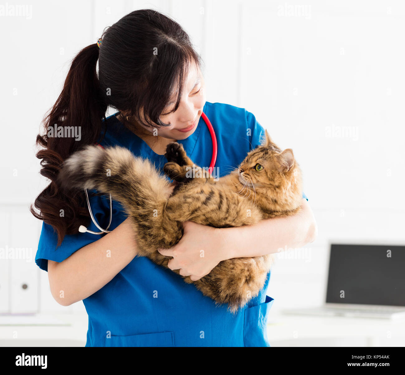 female doctor veterinarian holding cute cat on hands Stock Photo