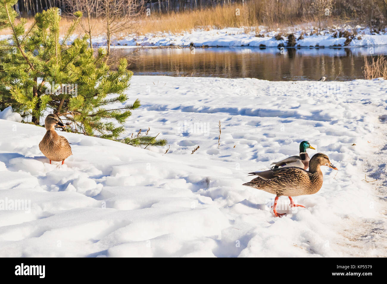 Ducks in the winter nature Stock Photo