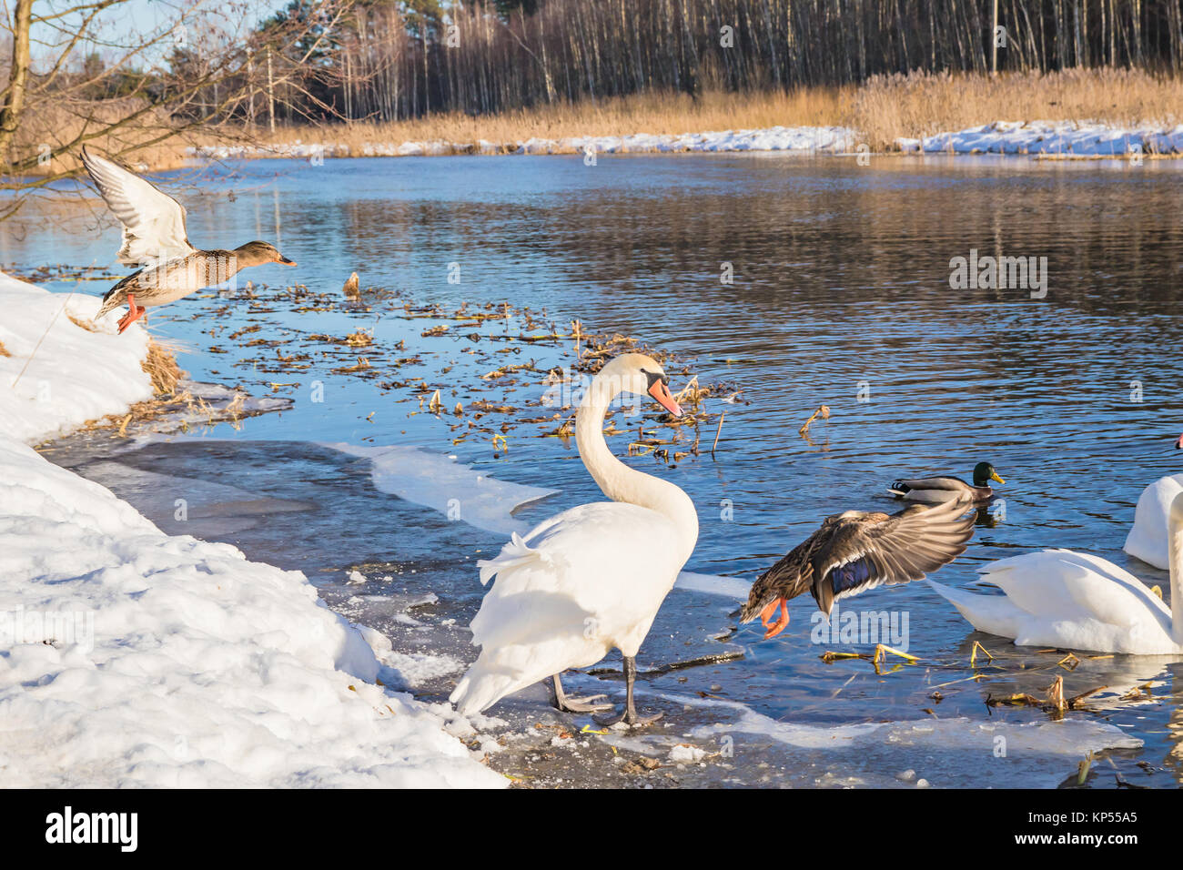 Swans and ducks in the winter nature Stock Photo