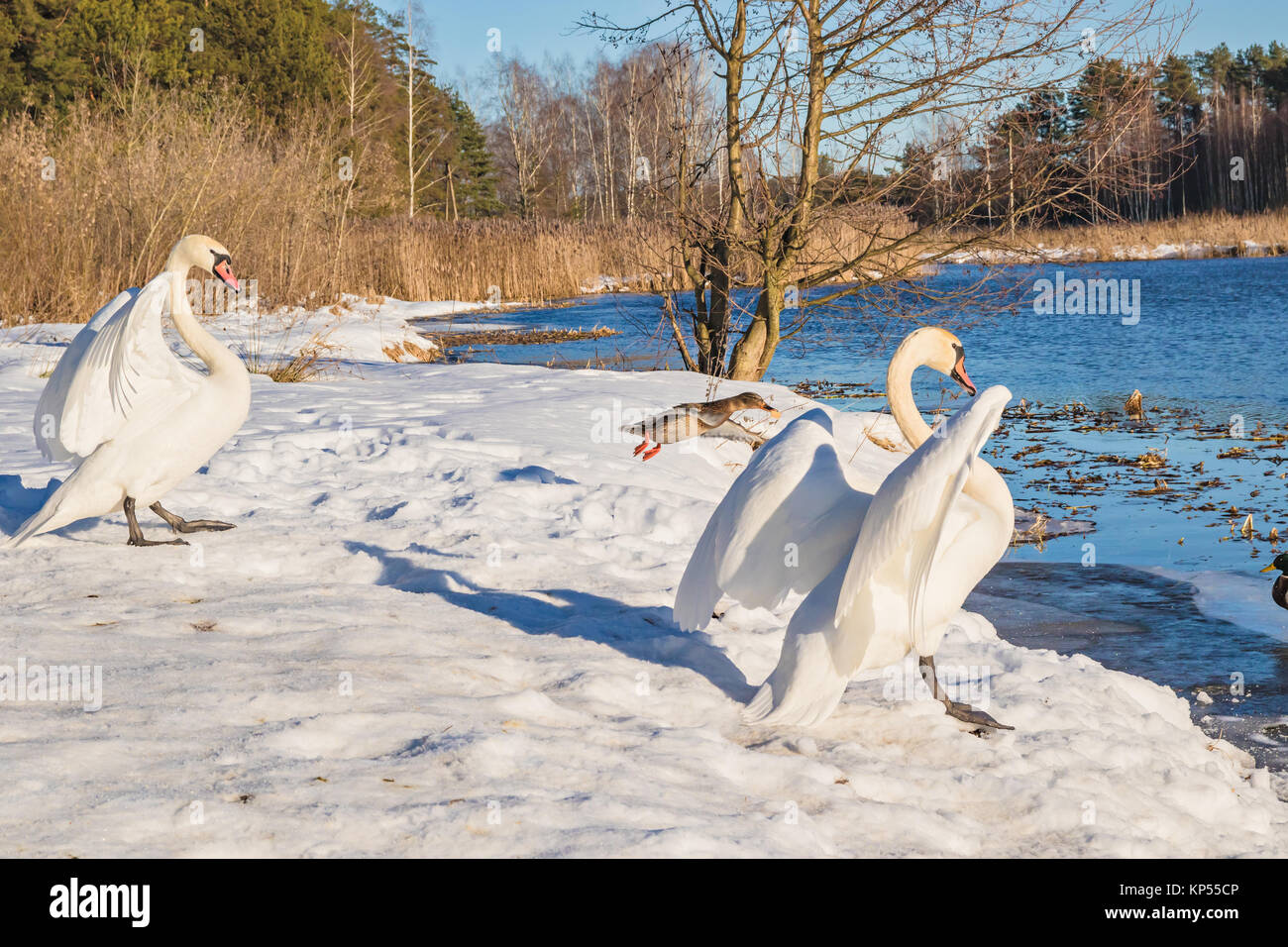 Swans and duck in the winter nature Stock Photo
