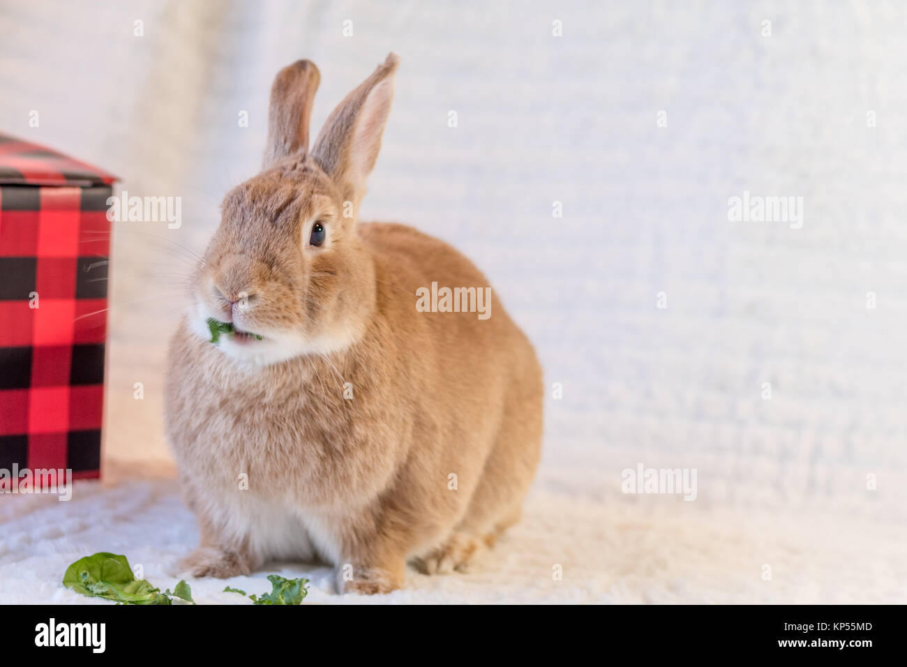 Beautiful tan and rufous domestic bunny rabbit surrounded by plush ...