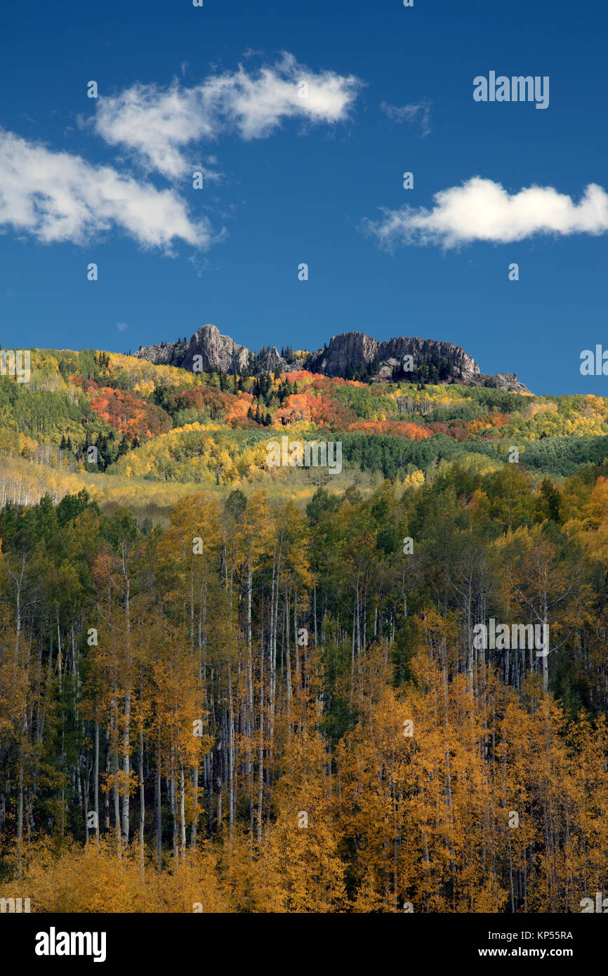 Autumn Fall colors of the Aspen groves in Kebler Pass near Crested