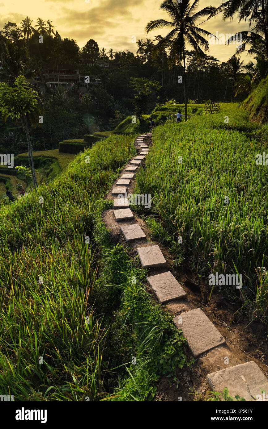 Aerial view of Tegalalang Rice Terrace in Ubud, Bali, Indonesia. Stock Photo