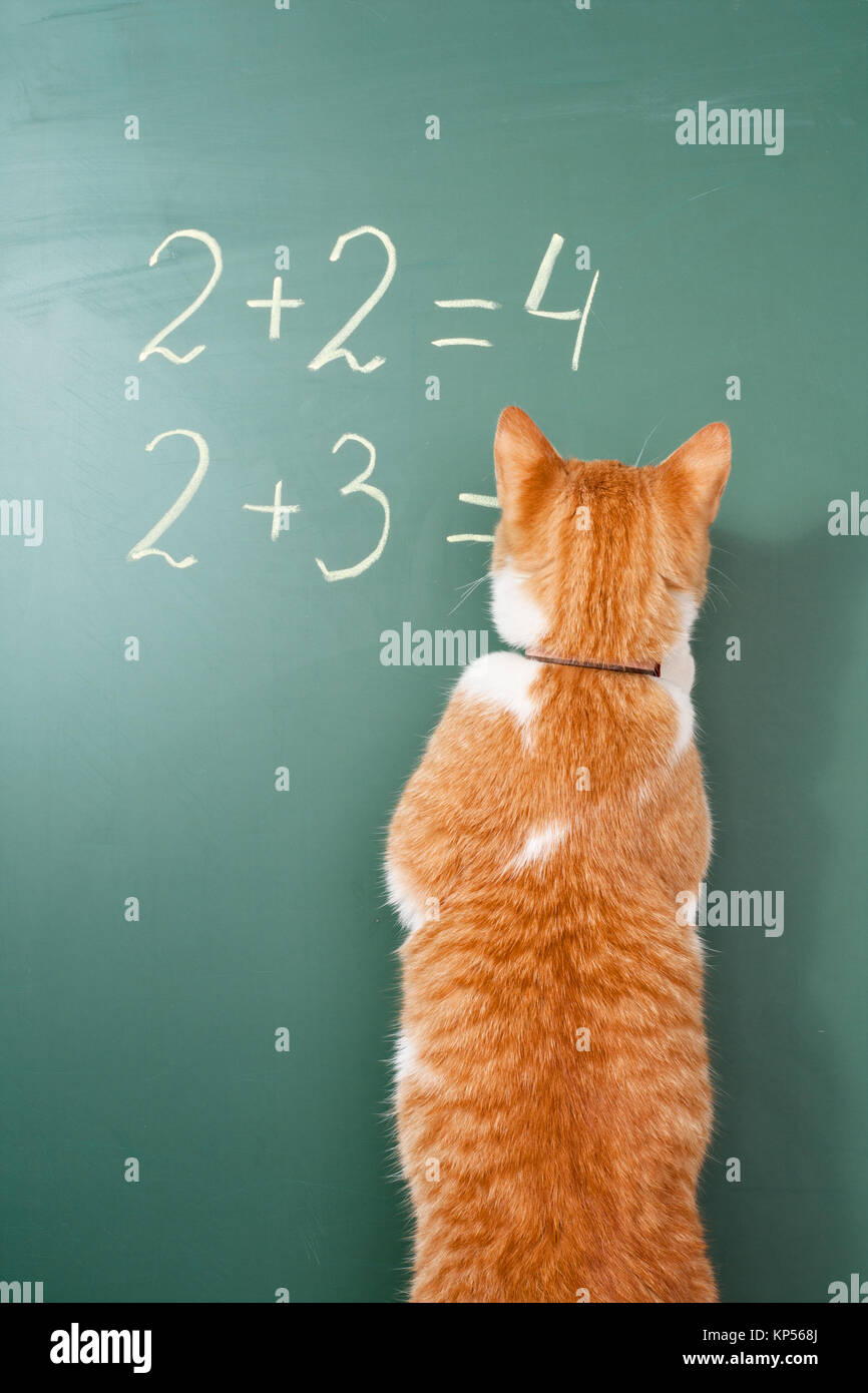 The red cat solving examples on mathematics Stock Photo - Alamy