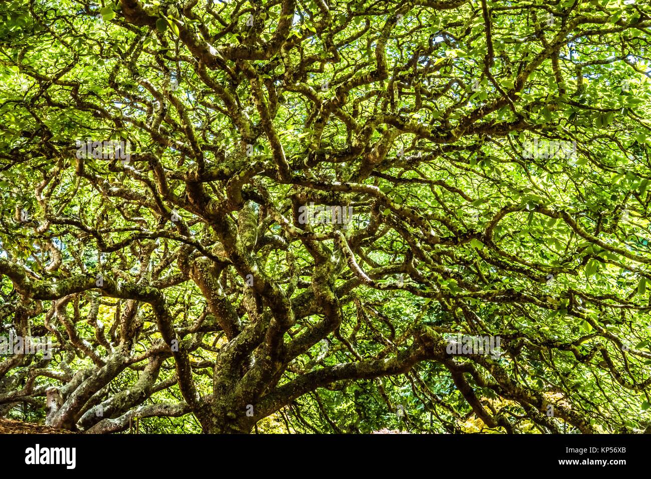 Branch of a tree. Stock Photo