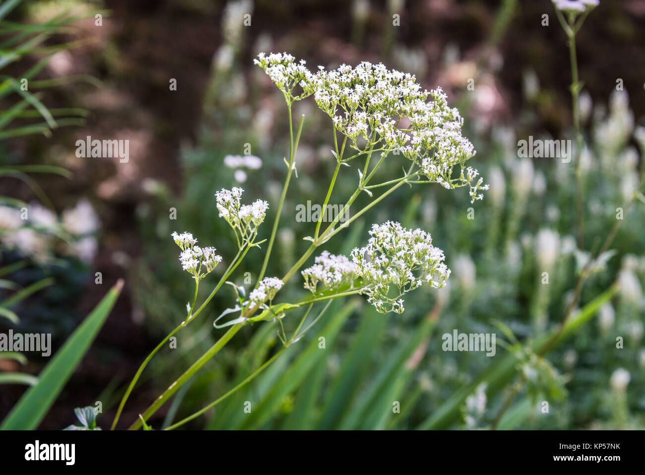 Valerian flowers (Valeriana officinalis). Stock Photo