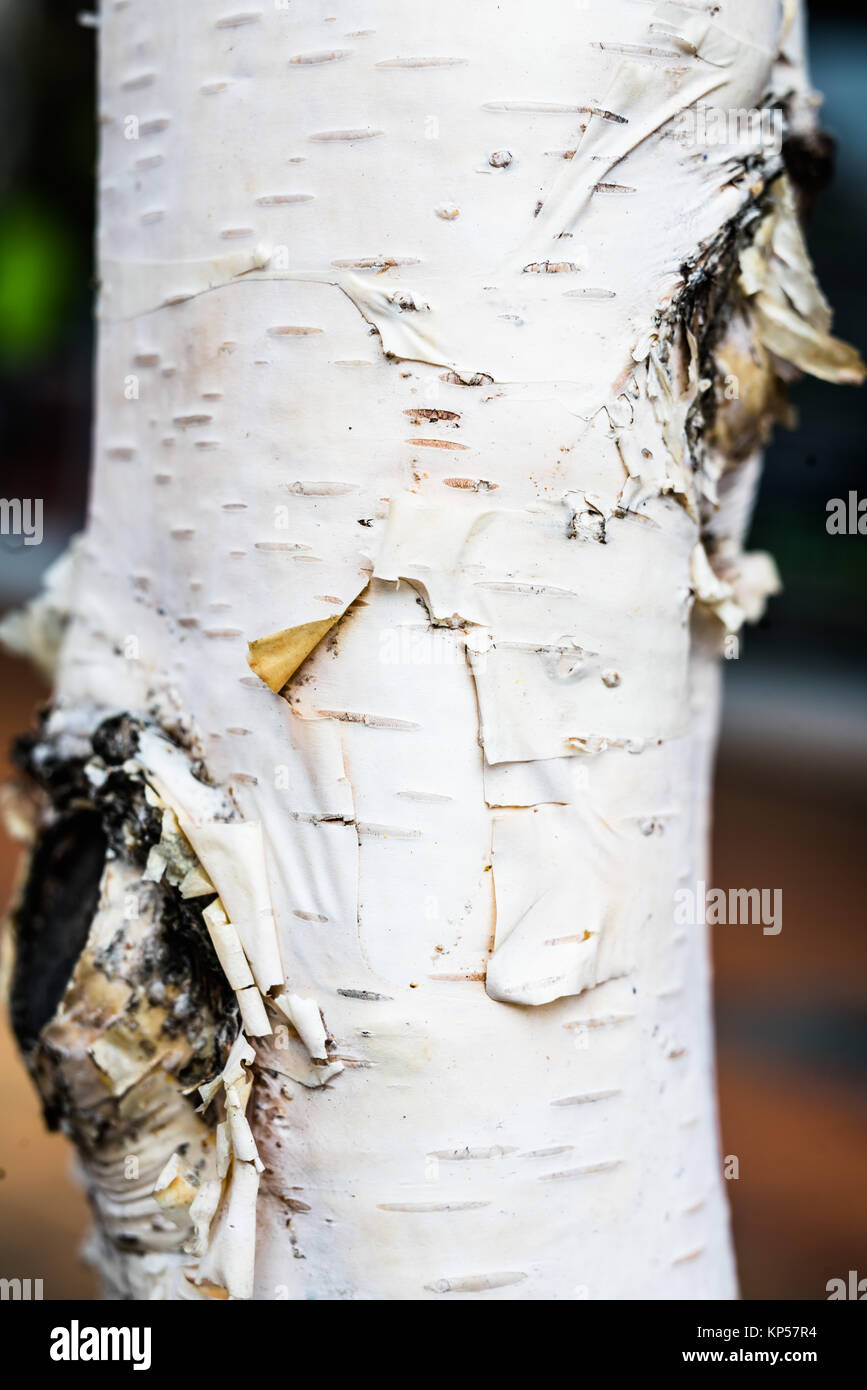 Close-up of the bark of a birch tree. Stock Photo