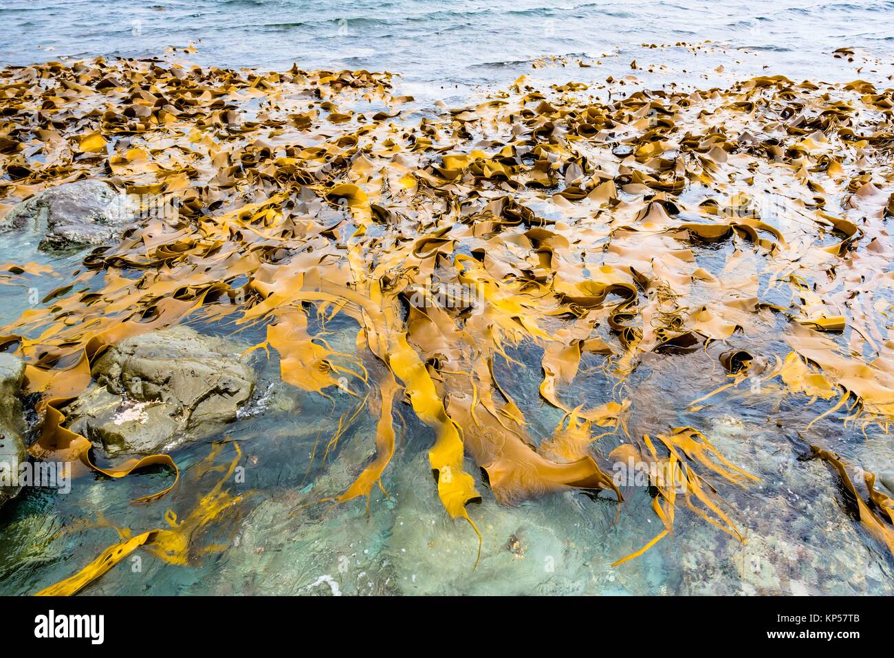 Kelp (durvillaea antarctica) . Stock Photo