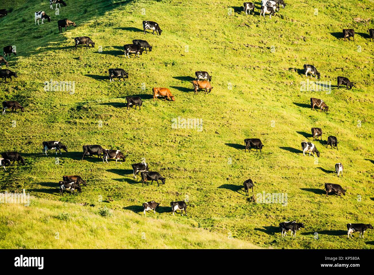 Extensive breeding of cows in New Zealand Stock Photo Alamy