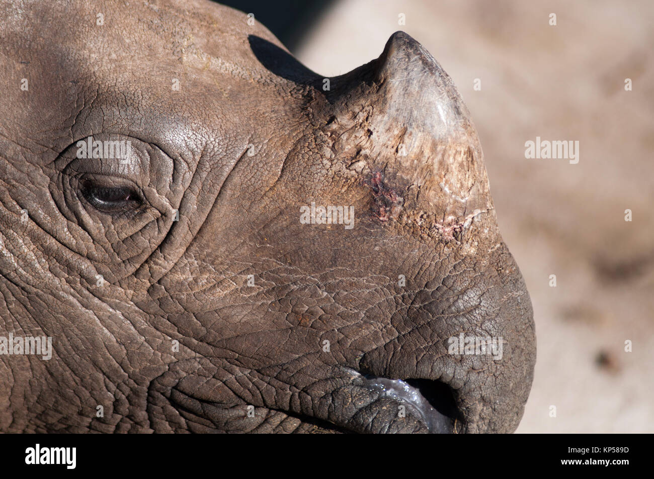 close up on rhinoceros horn Stock Photo Alamy