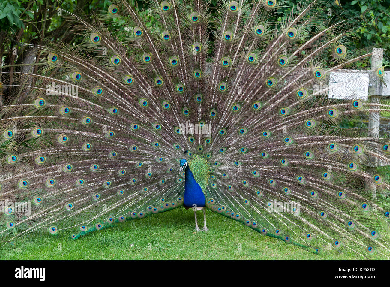 Close up of peacock showing its beautiful feathers Stock Photo