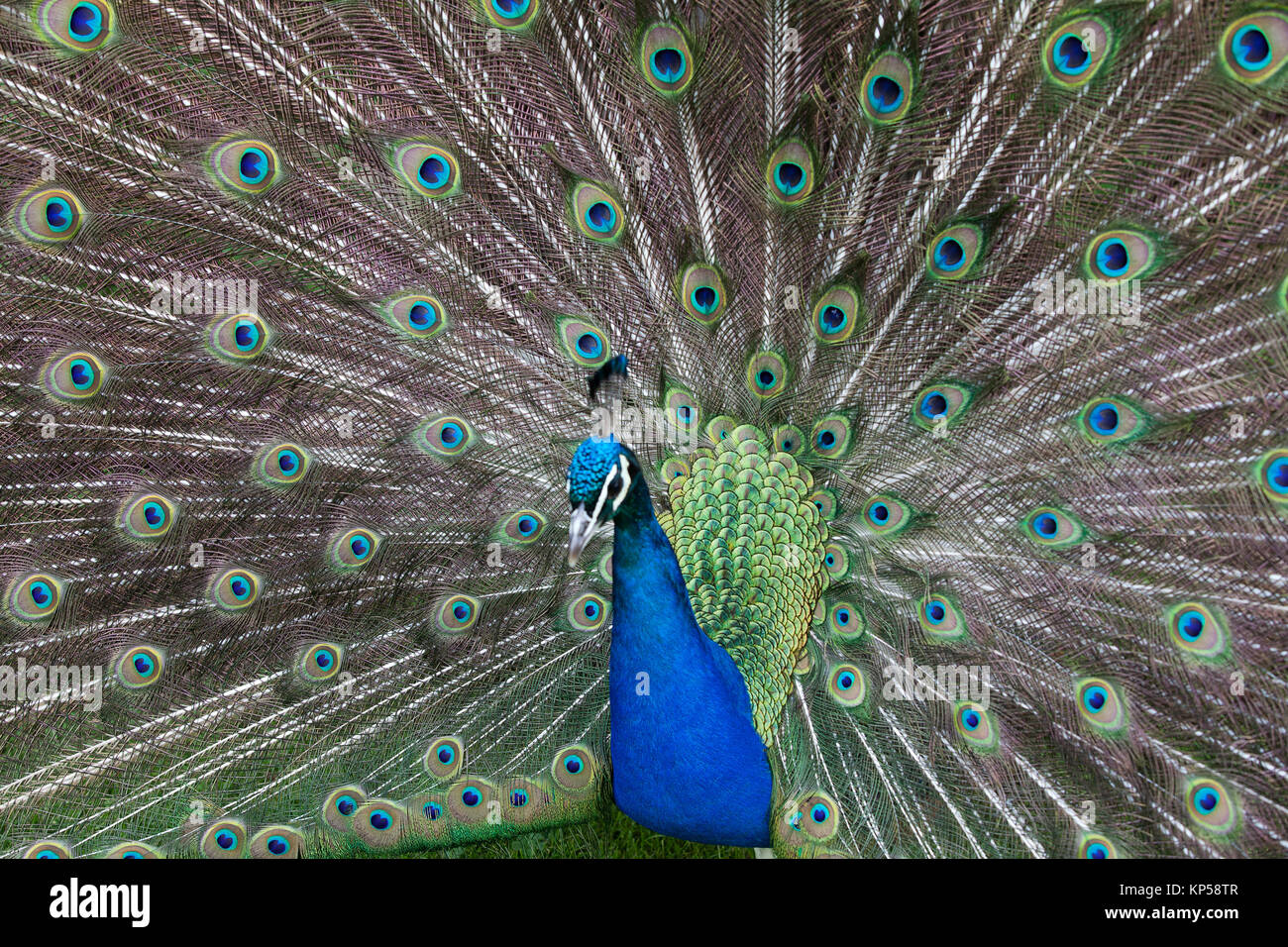 Close up of peacock showing its beautiful feathers Stock Photo