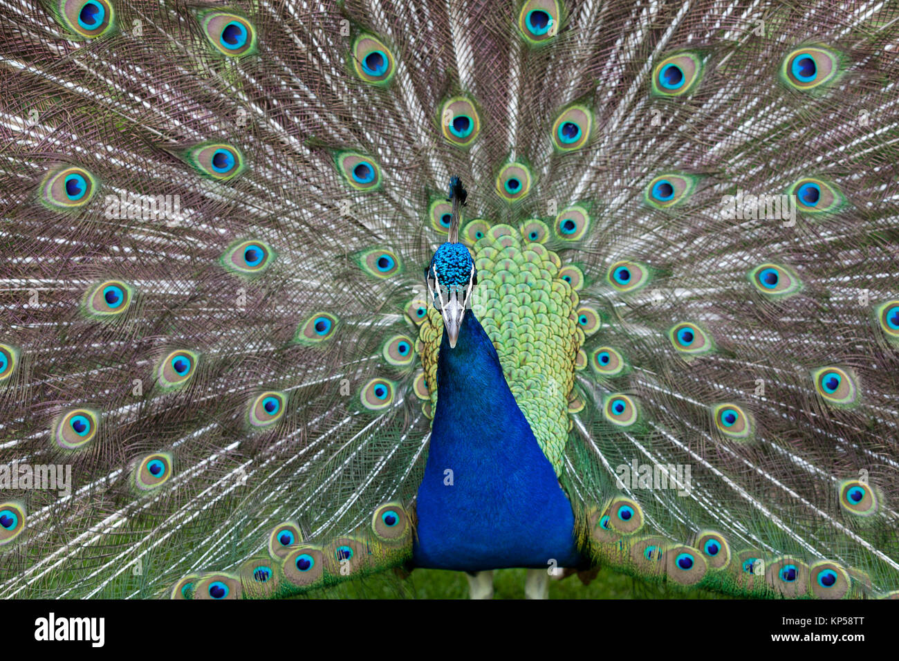 Close up of peacock showing its beautiful feathers Stock Photo