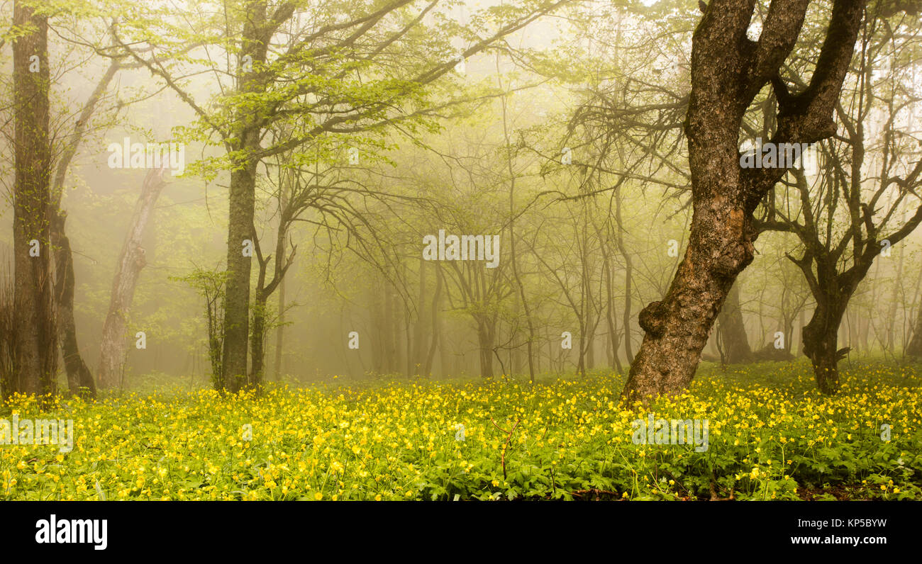 Forest in the fog Stock Photo - Alamy