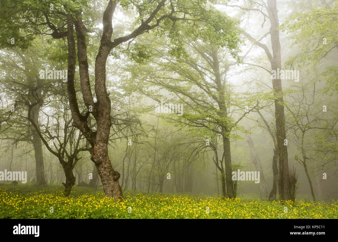 Forest in the fog Stock Photo - Alamy