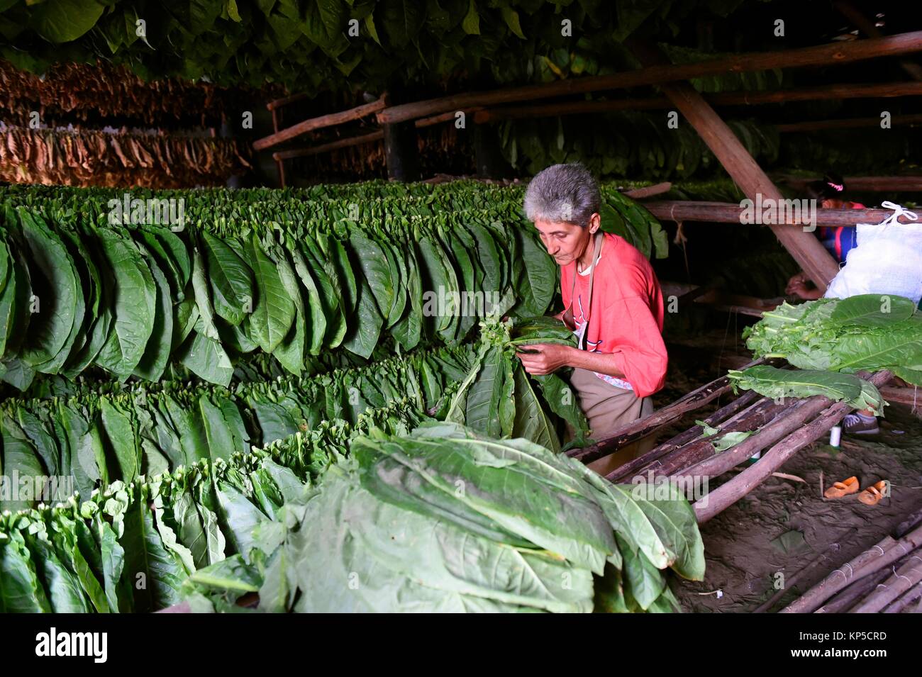 Tobacco drying racks hires stock photography and images Alamy