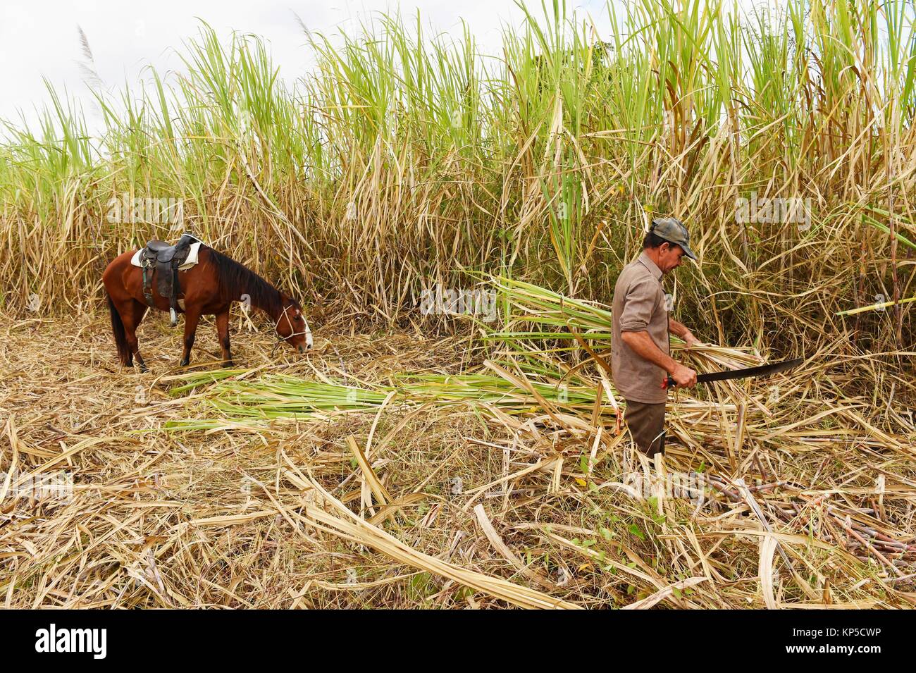 Harvesting Sugar Cane By Hand Valle De Los Ingenios Trinidad Cuba Harvesting Sugar Cane By Hand Valle De Los Ingenios Trinidad Cuba