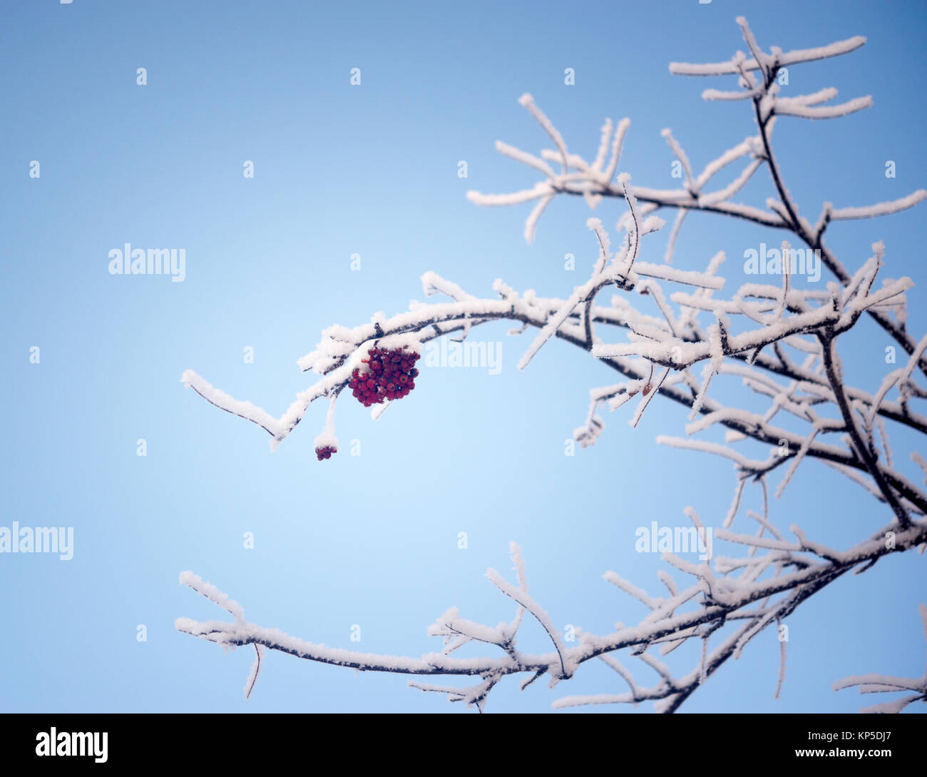 Rowan tree winter blue sky hi-res stock photography and images - Alamy