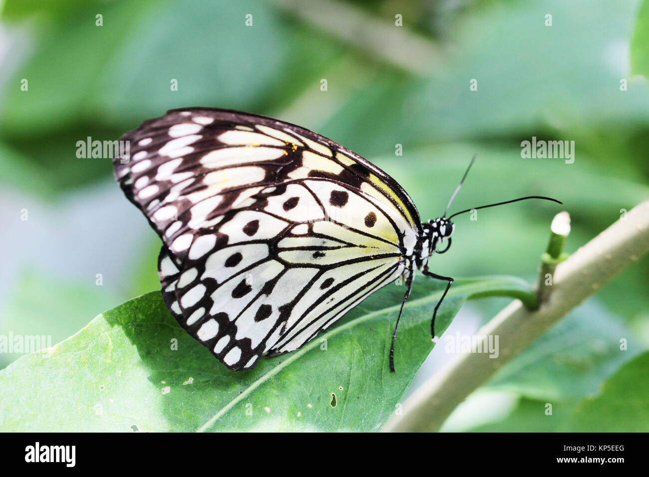 butterfly paper kite butterfly Stock Photo Alamy
