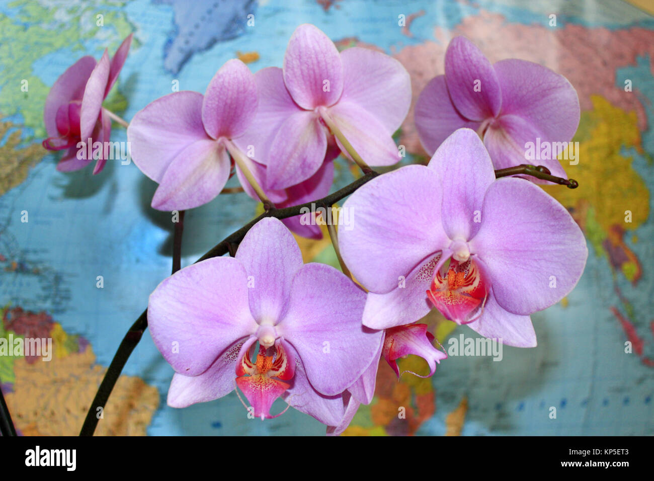 blossoming pink orchid near the world&#39 s map Stock Photo