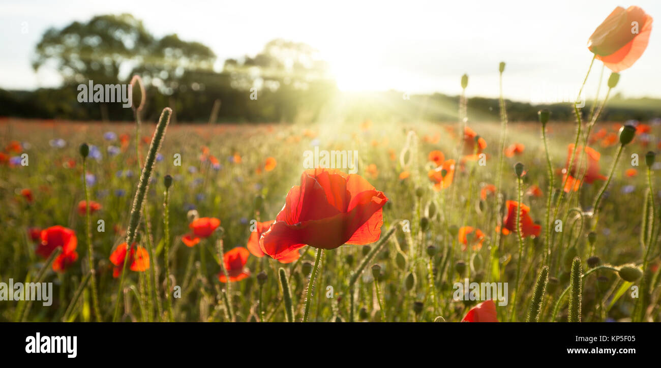 Sunshine poppy field landscape Stock Photo