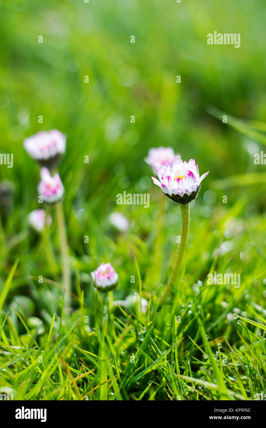 daisy flowers in morning dew with natural bokeh, soft focus Stock Photo ...