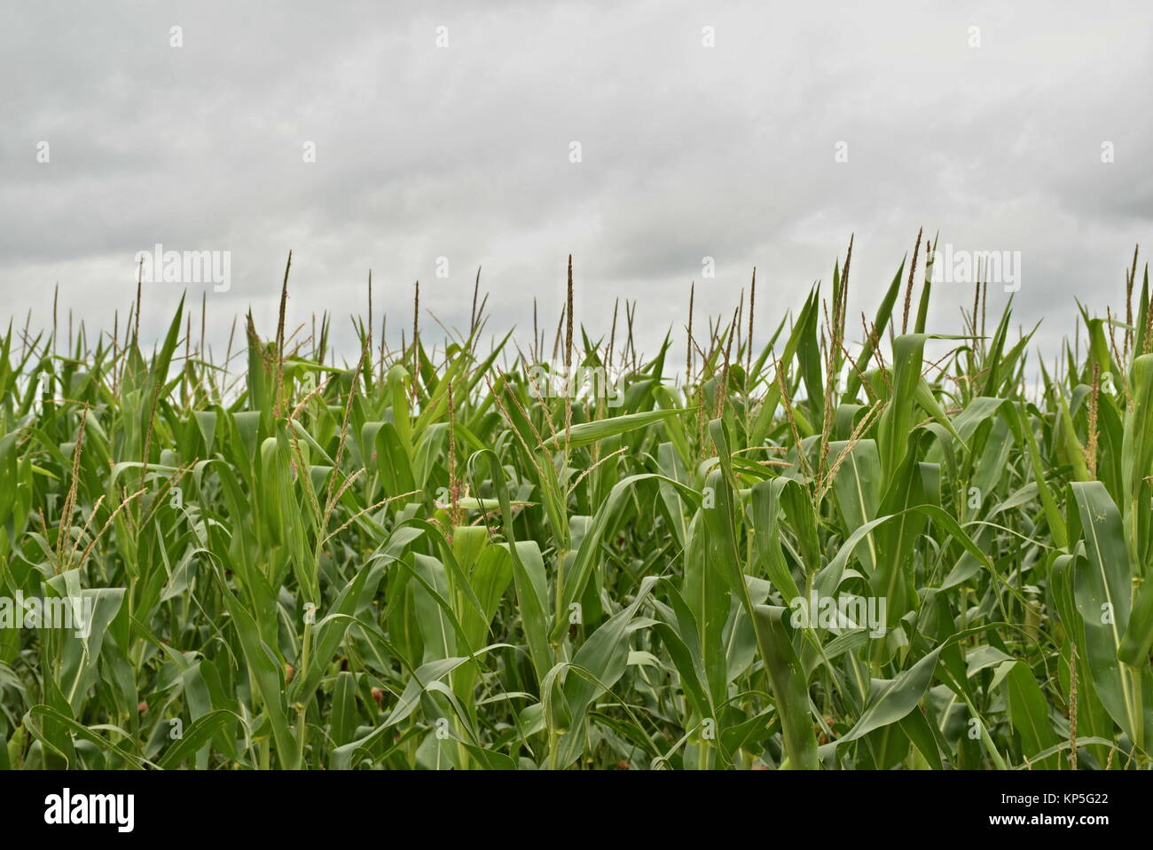 Close up of corn in a field under a cloudy sky Stock Photo - Alamy
