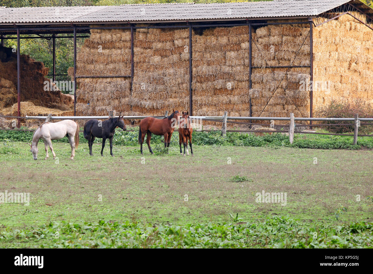 Horses on farm agriculture Stock Photo Alamy