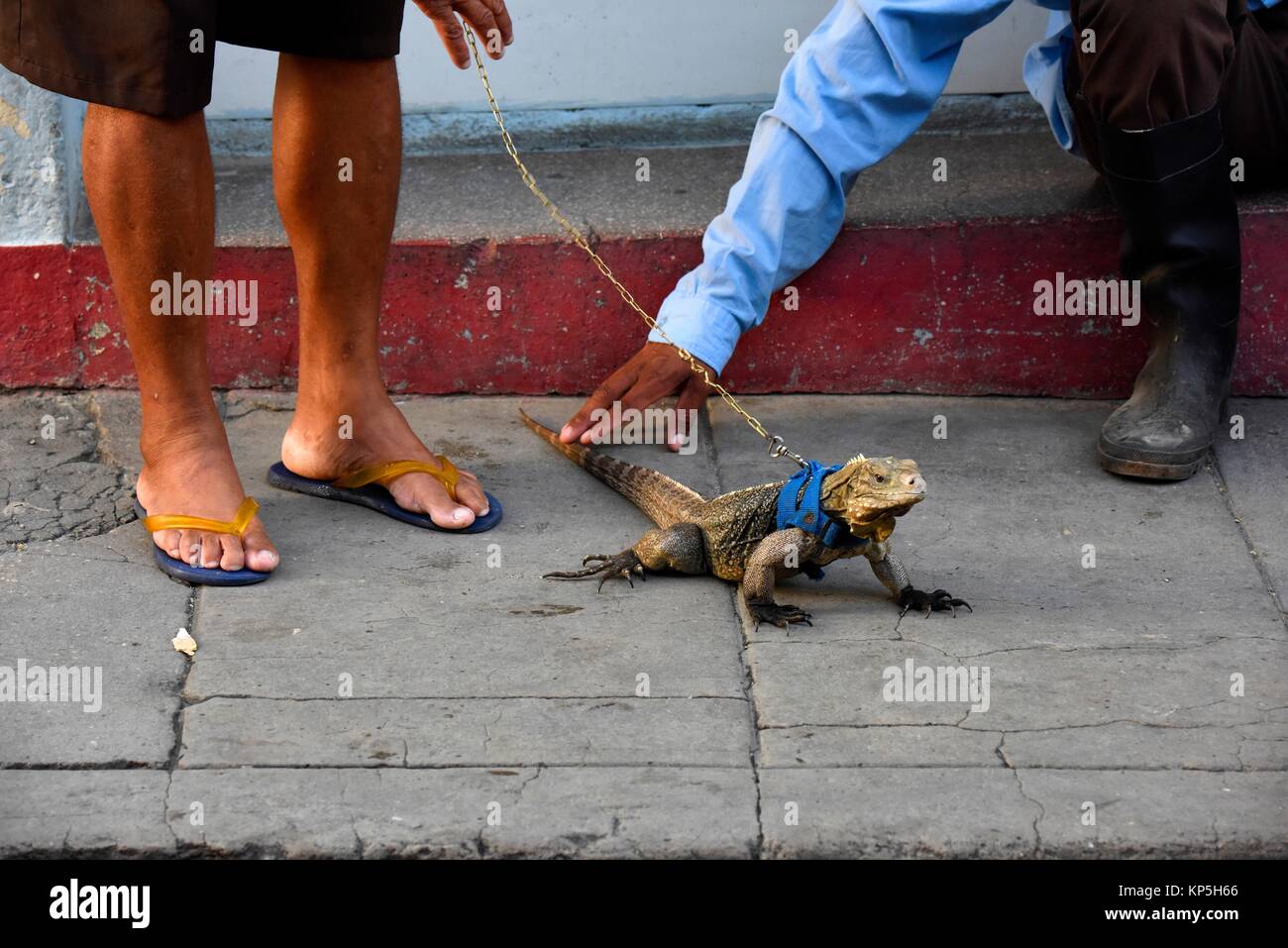 Iguana, Santa Clara, Cuba. Stock Photo