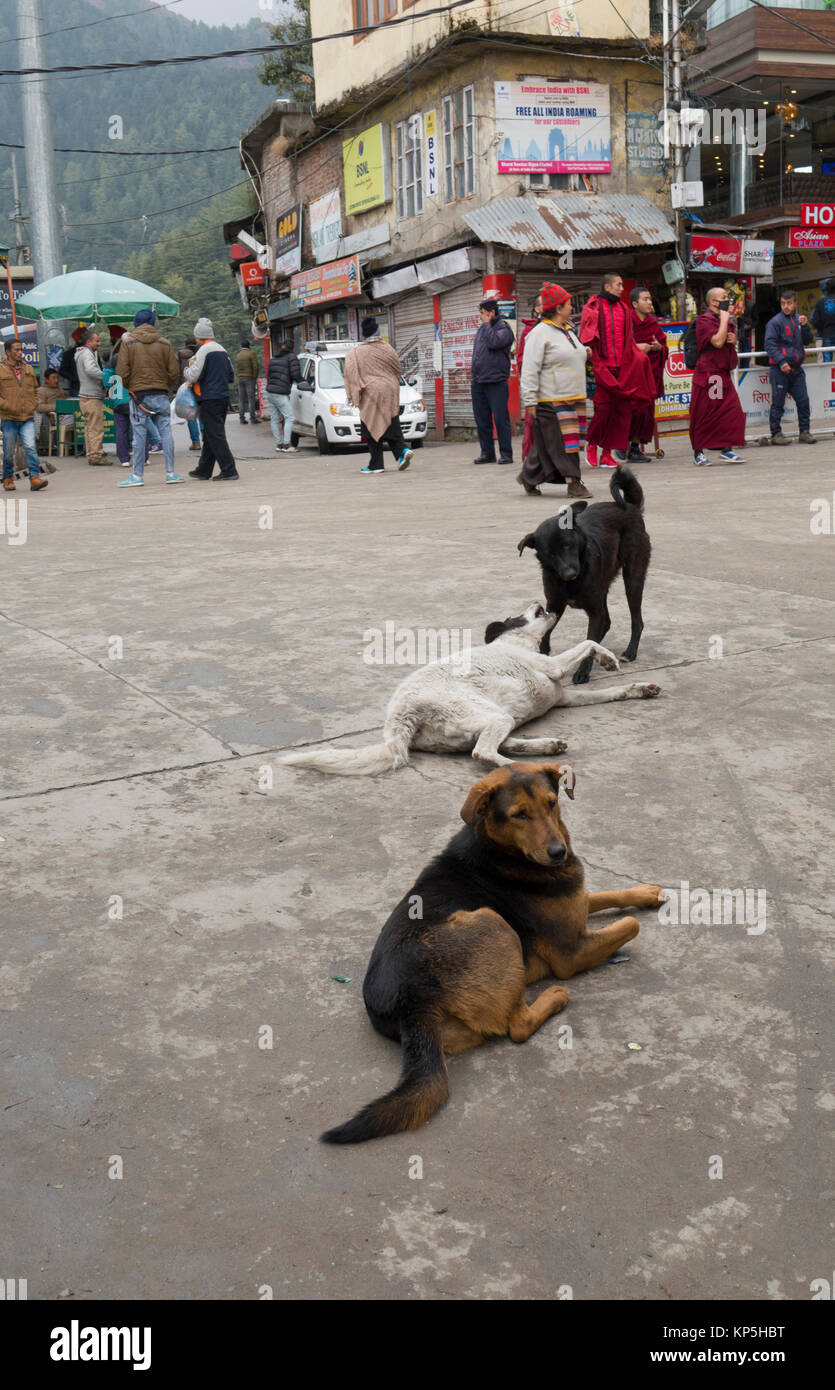 Healthy street dogs relaxing in Mcleod Ganj, Himachal Pradesh, India Stock Photo