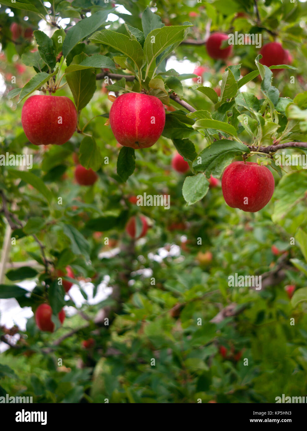Apples hang in the orchard waiting to ripen Stock Photo - Alamy