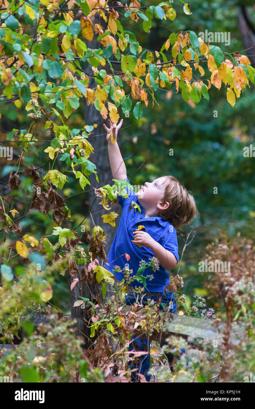 Boy touching tree hires stock photography and images Alamy