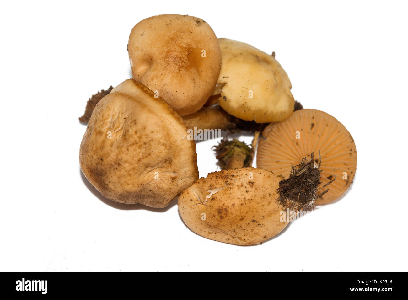 Marasmius oreades, the Scotch is also known as the fairy ring