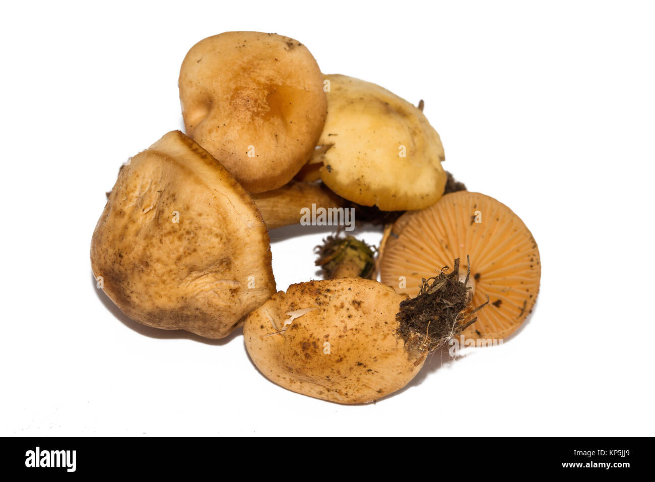 Marasmius oreades, the Scotch is also known as the fairy ring