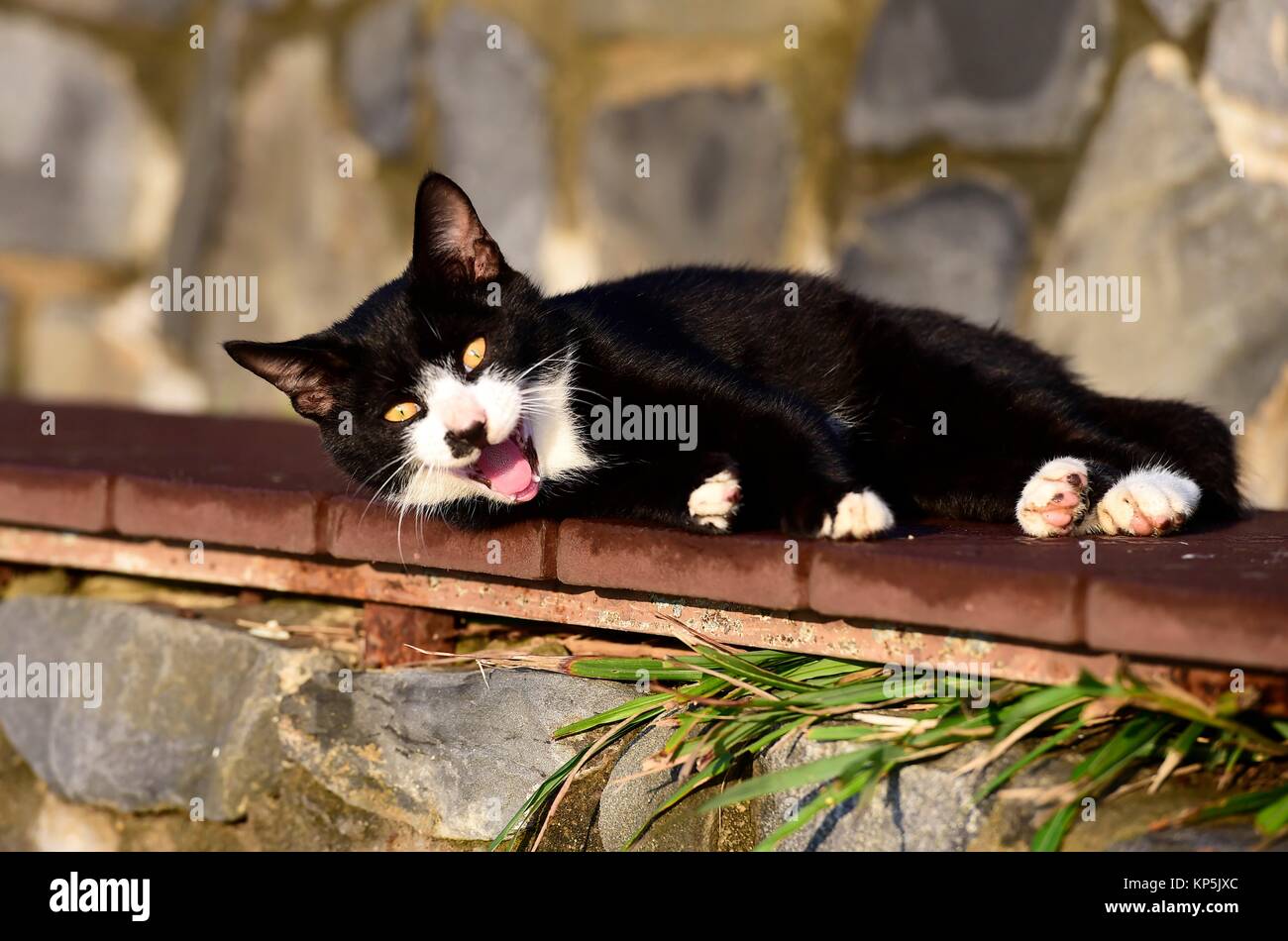 A cat,South Korea Stock Photo Alamy