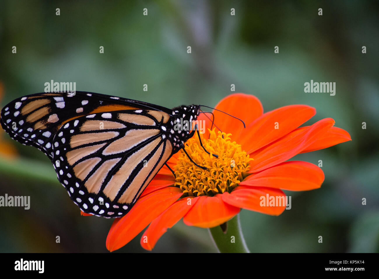 close up of beautiful monarch butterfly on zinnia flower Stock Photo ...