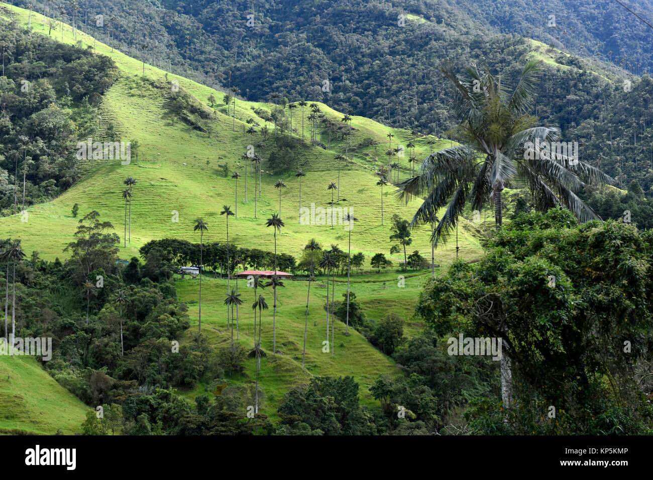 Wax palm tree (Ceroxylon quiniuense), national tree of Colombia,highest