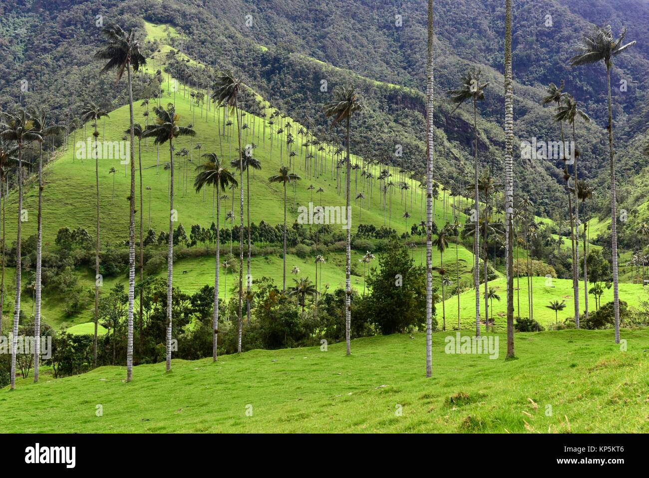 Wax palm tree (Ceroxylon quiniuense), national tree of Colombia,highest