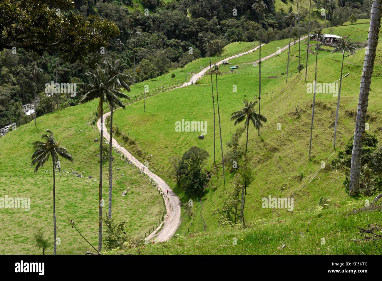 Wax palm tree (Ceroxylon quiniuense), national tree of Colombia,highest