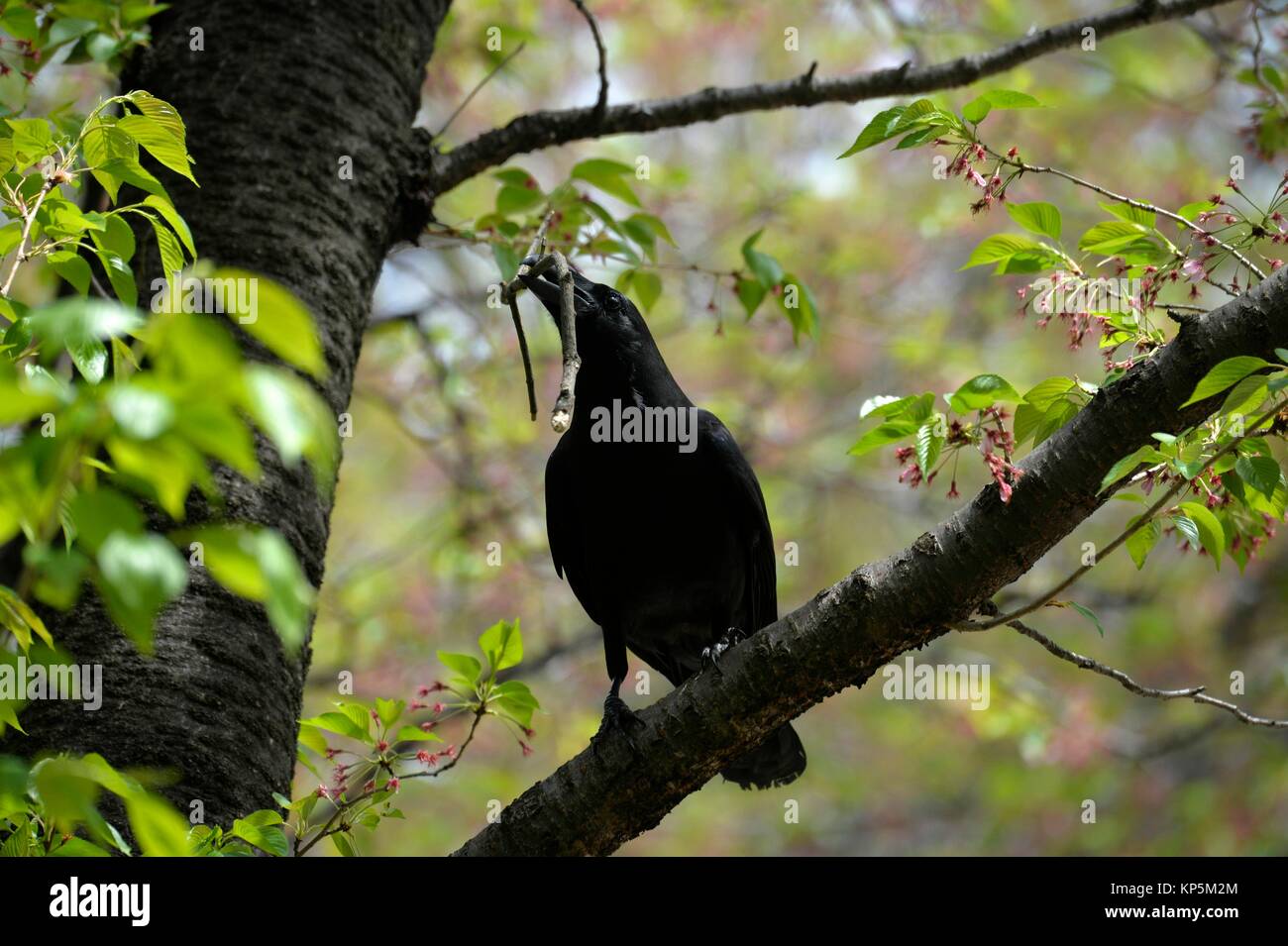 Crow in Ueno park,Tokyo, Japan,Asia. Stock Photo