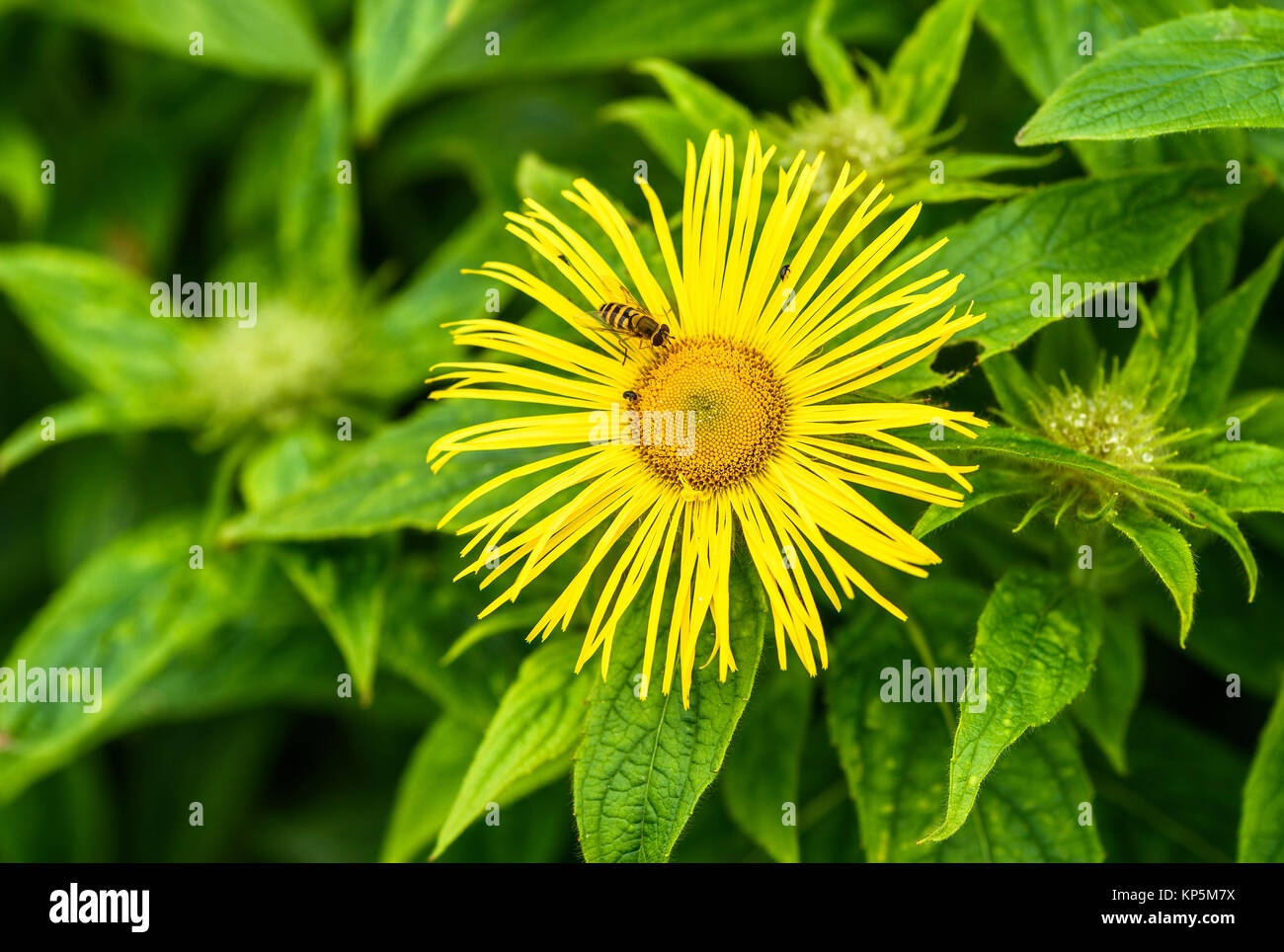 Close detail of Inula flowers blowing in the wind. Stock Photo