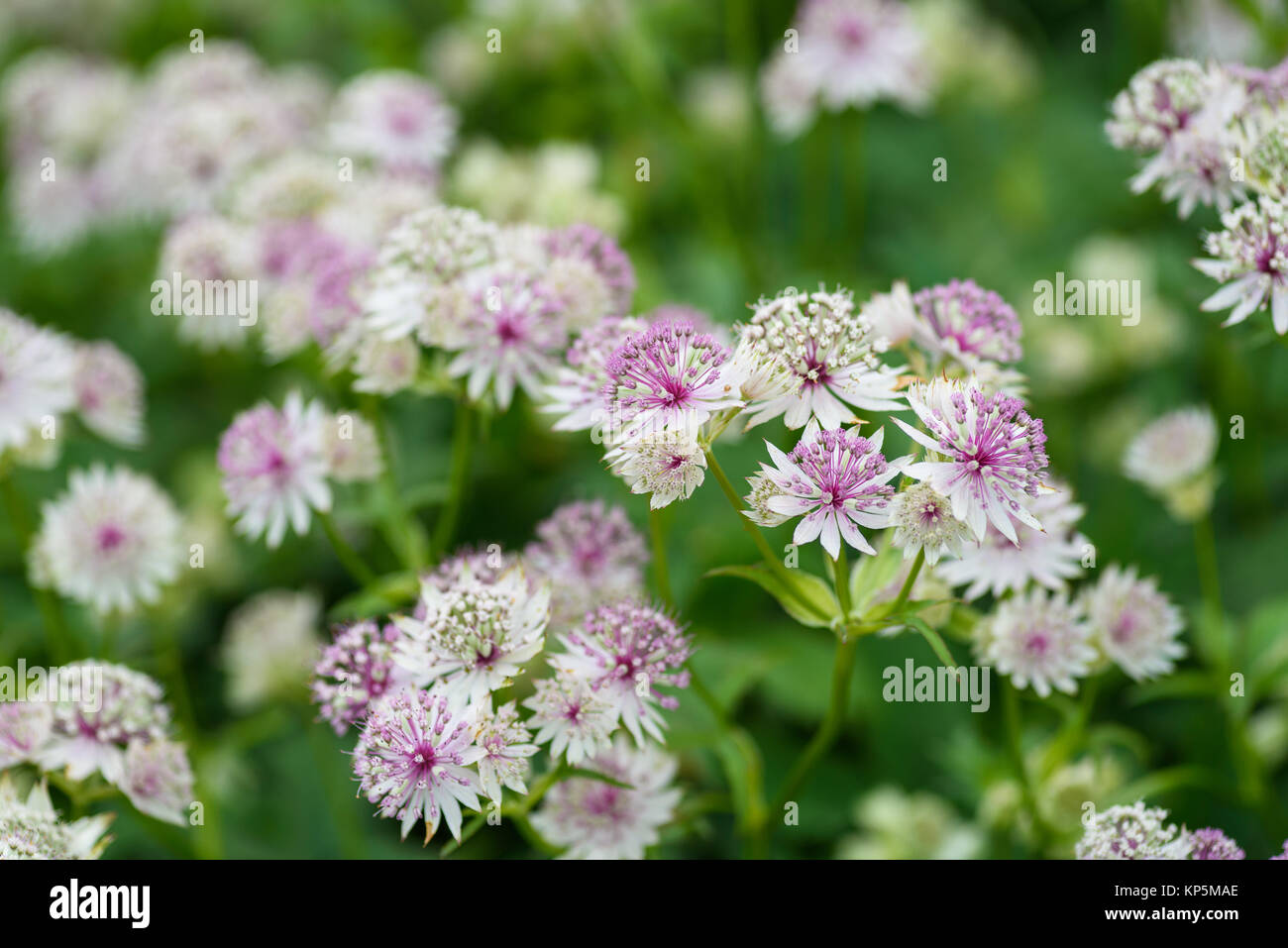 Close detail of pink Astrantia flowers blowing in the wind. Stock Photo