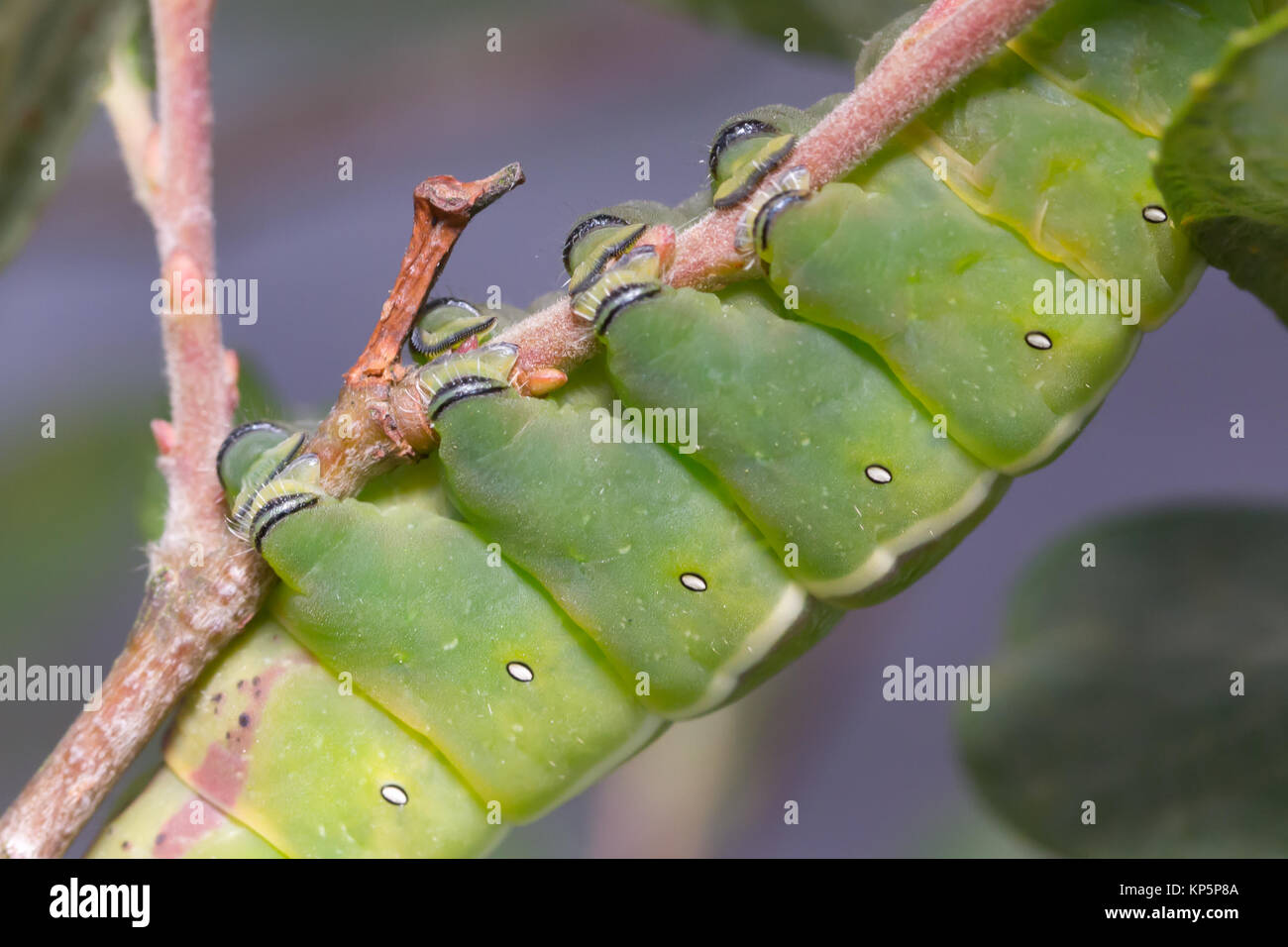 Legs of puss moth larva (Cerura vinula) gripping branch. Surrey, UK. Stock Photo